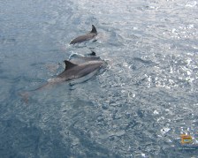 Delfini nelle Mamanuca (foto di Alberto Alberoni)